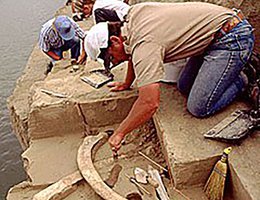 Archaeologists uncover the La Sena mammoth