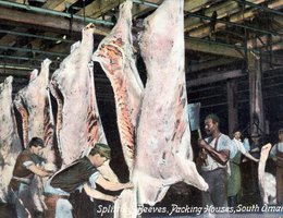 "Splitting Beeves" (early French term for bison and later beef); Packing Houses, South Omaha, Nebraska; Postcard, Oct 12, 1909