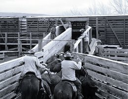 Loading cattle onto a train