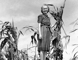 Women on ladders to show how tall the corn crop was
