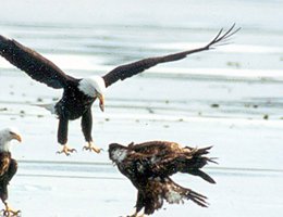 Bald eagles argue over a fish on the ice at Lake Ogallala