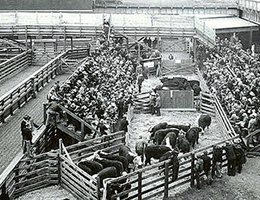Buying Cattle at an Auction, 1939