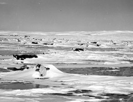 Unable to stand on the ice, nearly 150 cattle fell and froze to death after they wandered onto a frozen lake near Ashby, Grant County, NE, 1949