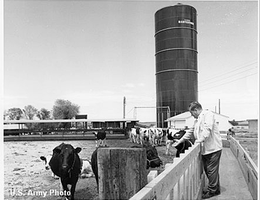 Roberts Dairy Farm, May 1968