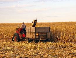 A farmer using an old-style mechanized corn picker and trailer that would have been modern after WWII, Story County, Iowa, 2011