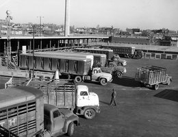 Trucks delivering cattle to a meatpacking plant