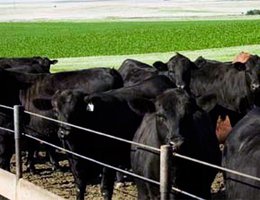Nebraska cattle