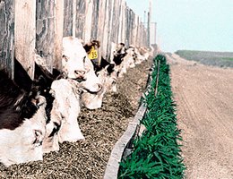 Cattle eating grain at fence row