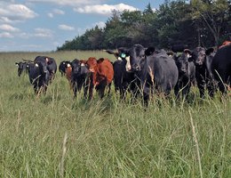 Grazing cattle in western Nebraska