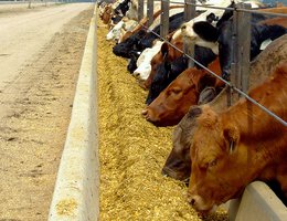 Fattening cattle on corn at a Nebraska feed lot