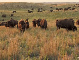 Bison on a Nebraska ranch owned by Ted Turner, mid-1990s