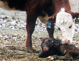 CALVING: Hereford cow and newborn calf