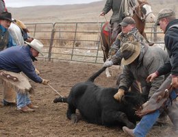 BRANDING: Cowboys roping and branding a calf