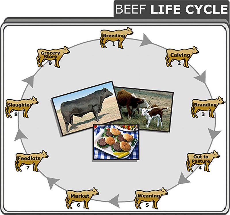 Beef Life Cycle