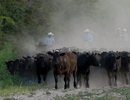 OUT TO PASTURE: Cowboys moving cattle down dirt road