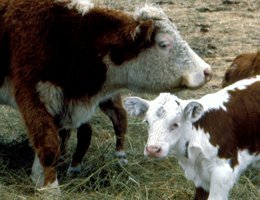 WEANING: Hereford cow and calves