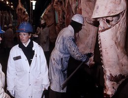 SLAUGHTER: Sides of beef hanging by Workers and inspector in a slaughter house
