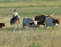 Cowboy and longhorn herd in the Sandhills, Nebraska