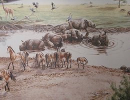 There were over 40 species of plants and animals around this water hole during the Miocene epoch, an area that is now Ashfall State Historic Park.