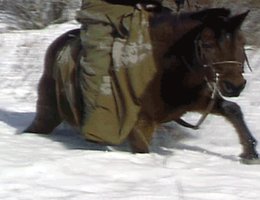 Horse and rider struggling through snow; A dramatization of the Ponca's trek from Indian Territory back to the Niobrara