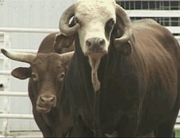 Bulls at a modern Mexican Rodeo; Springfield, NE, 2003