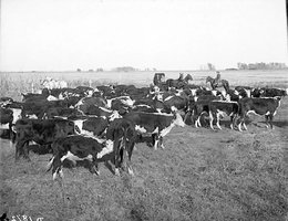 Healthy Hereford stock