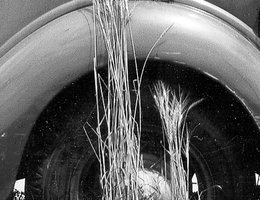 Car parked by dry wheat, 1930s