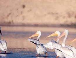 The Central District’s series of canals and reservoirs provide abundant wildlife habitat for a wide variety of fish, mammals, amphibians and birds, like these pelicans at Jeffrey Lake