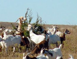 Goats on Jeffrey Island