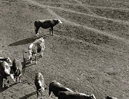 Cattle in the Sandhills