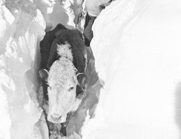 A cow freed from a drift on the Eldon Miller farm near Belmont, NE, 1949