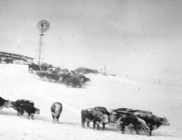 Snowbound cattle on C. H. Greenwood ranch near Whiteclay, Sheridan County, Nebraska, 1949