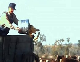 Older method of hand pouring corn into cattle troughs