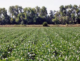 Typical farm near Cairo, NE