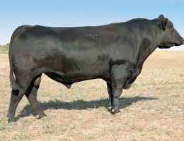 BREEDING: Angus bull