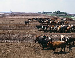 FEED LOTS: Large feed lot