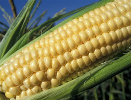 Corn