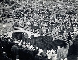 Omaha Union Stockyard Cattle Buyers, circa 1930s