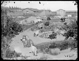 Mr. Davis on Clear Creek near the Mitchell Ranch, Custer County, Nebraska, 1887