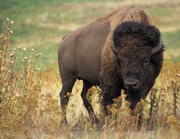 American Bison